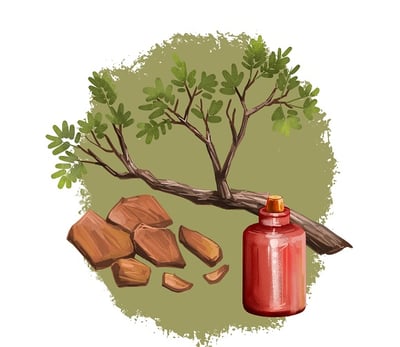 Vektorbild von Baum, Rinde und Tinktur von Yohimbe