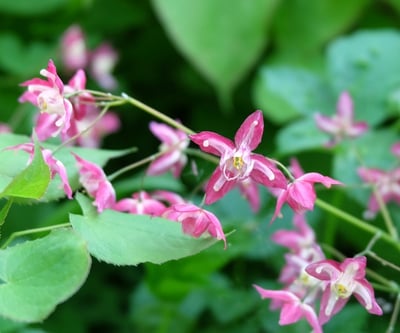 Ein Bild der Bl&uuml;ten von Horny Goat Weed